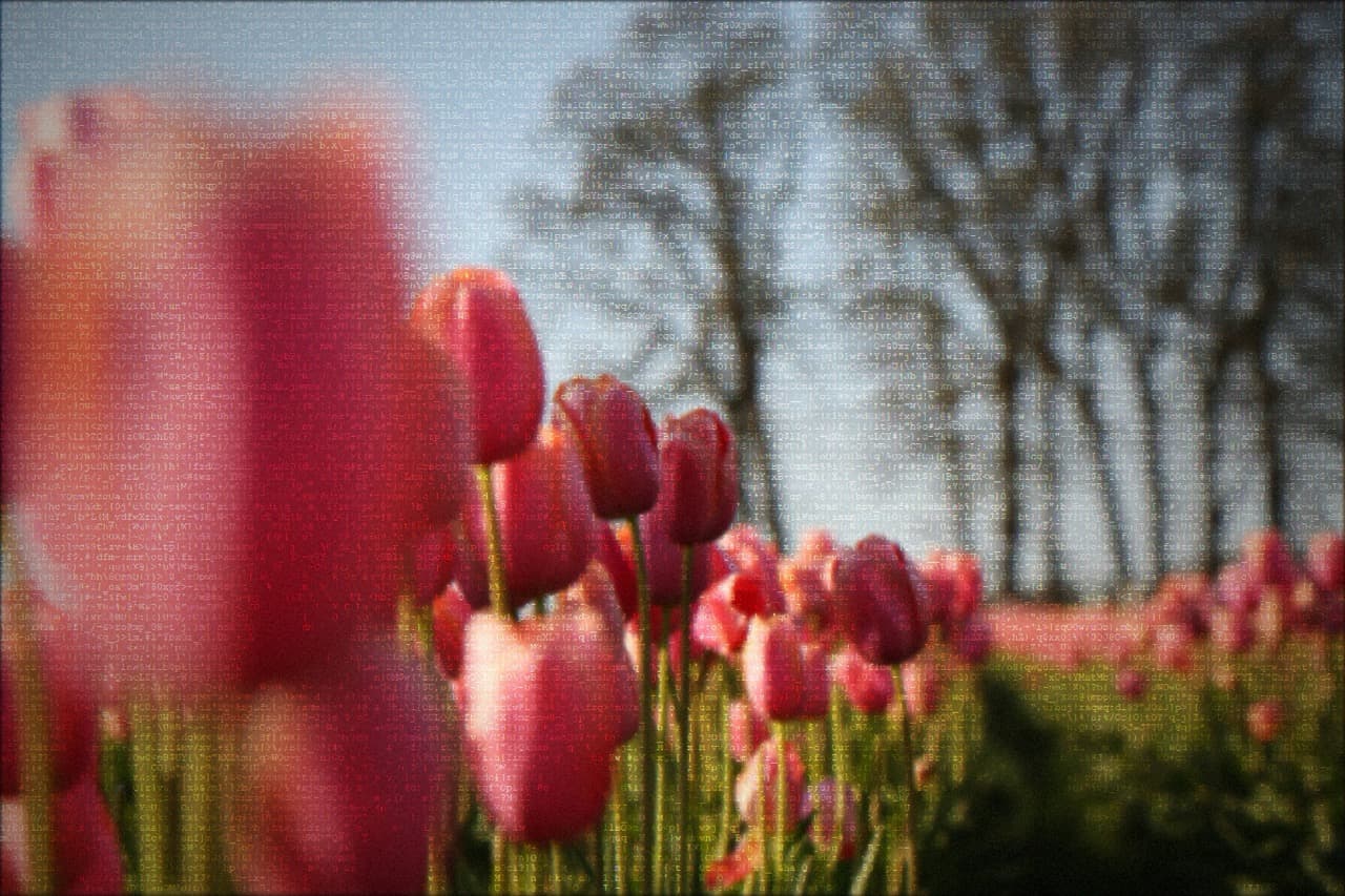 Wooden Shoe tulip fields rendered in ASCII